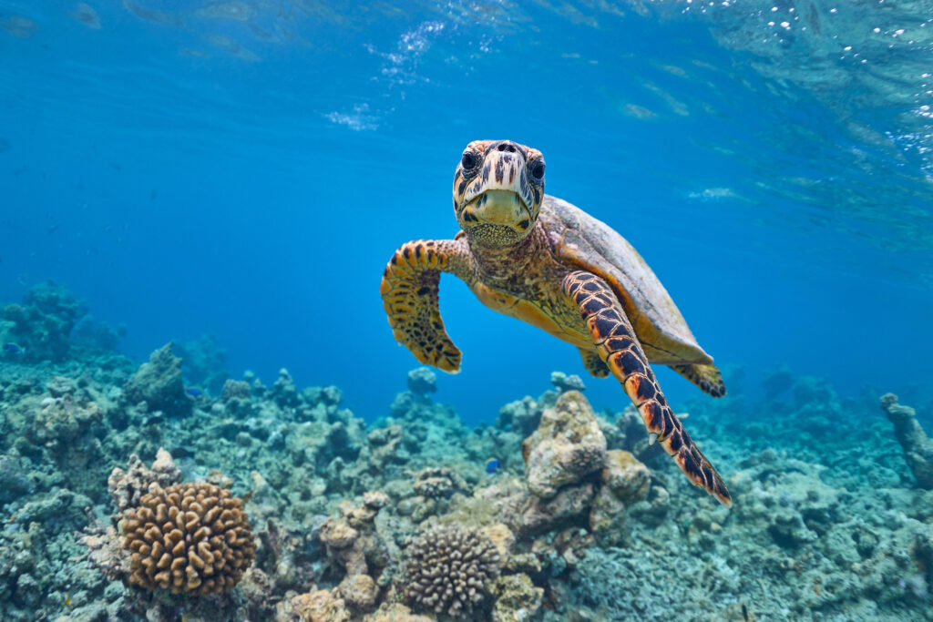 Life in a Tropical Modern Exuma Home